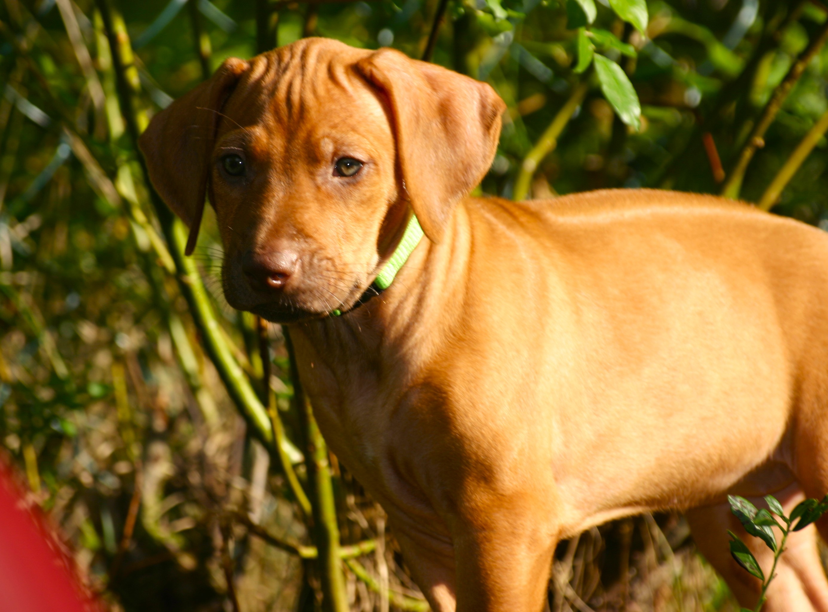 Ridgeback valper sommer 2024