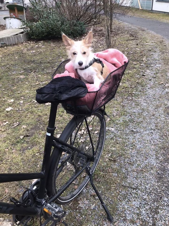 Hund p sykkel