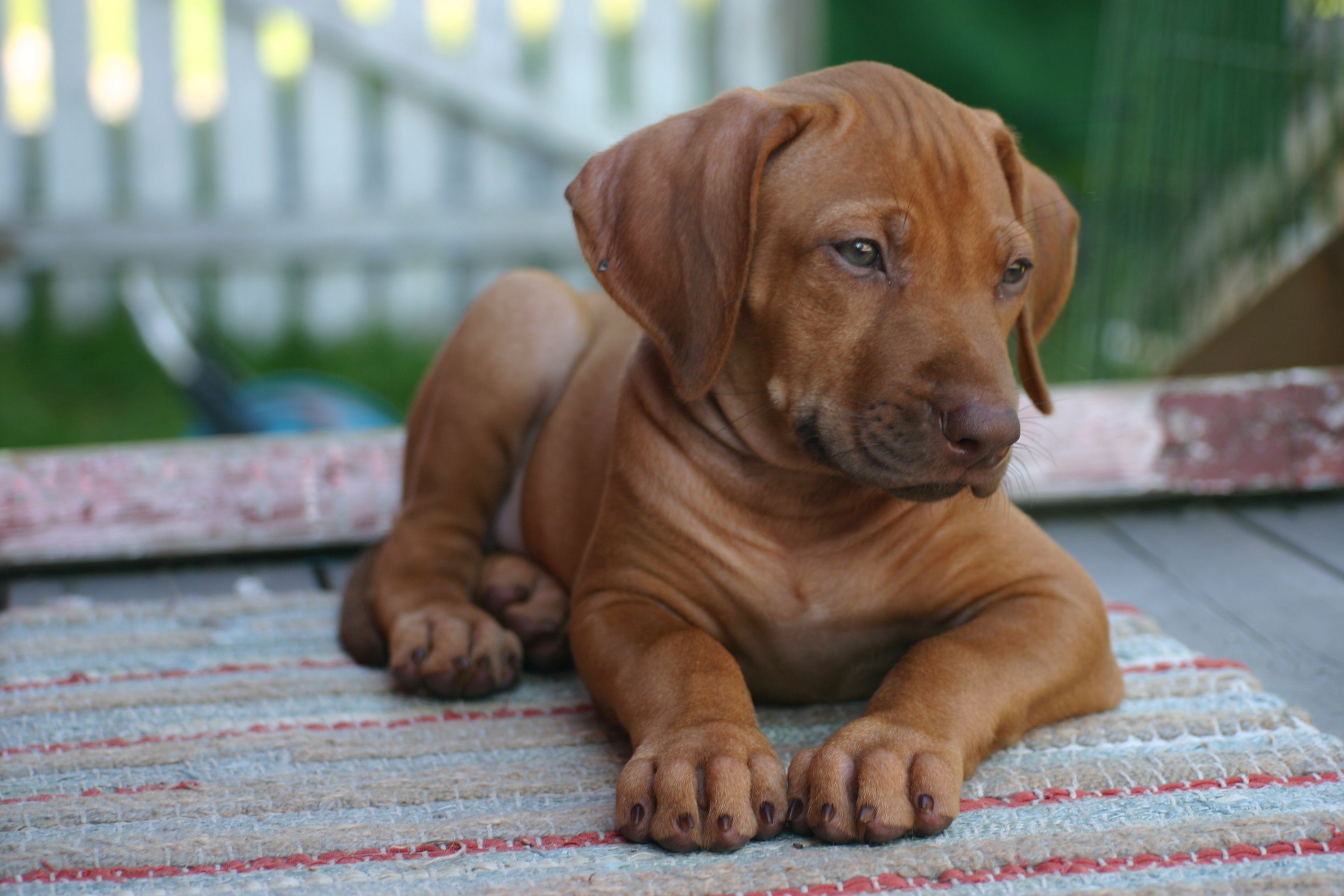 Podengos and Ridgeback Puppies 2024 Norway